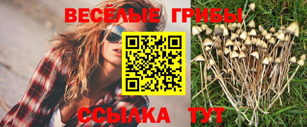 Шадринск  Галлюциногенные грибы Magic Shrooms  Вход с VPN 